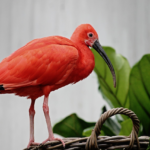 Book Trinbago Scarlet Ibis 1