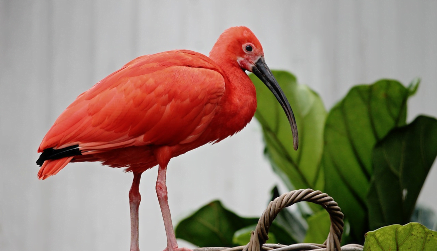 Book Trinbago Scarlet Ibis 1