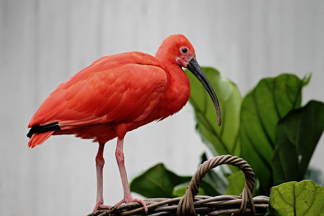 Book Trinbago Scarlet Ibis 1