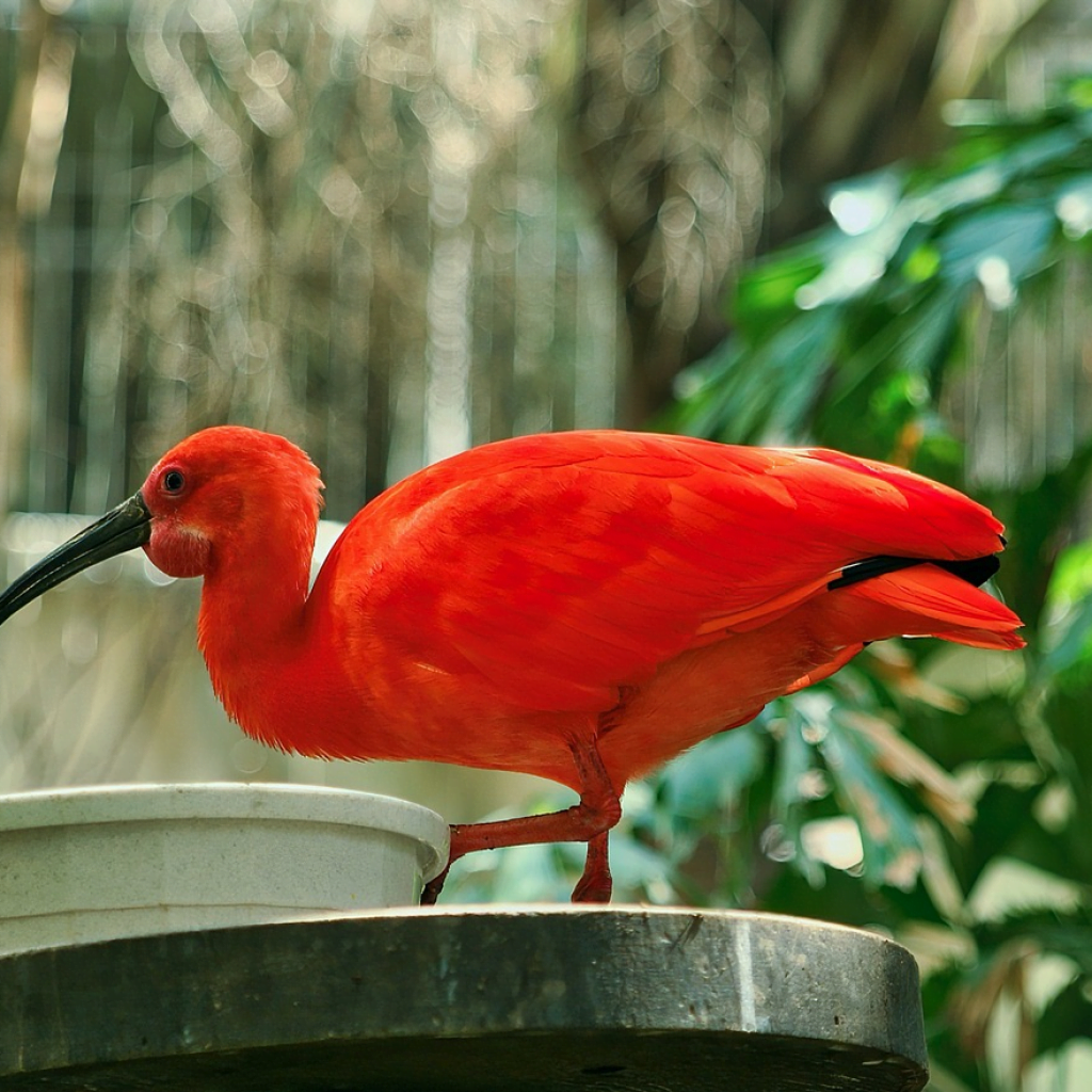 The Scalet Ibis: One of Trinidad and Tobago’s Beautiful Birds | Book ...