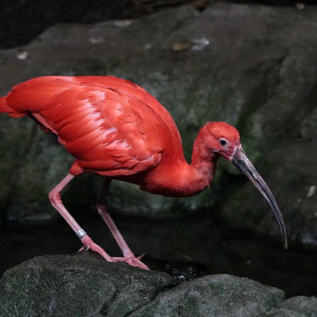 The Scalet Ibis: One of Trinidad and Tobago’s Beautiful Birds | Book ...