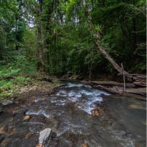 Upper North Oropouche Tour