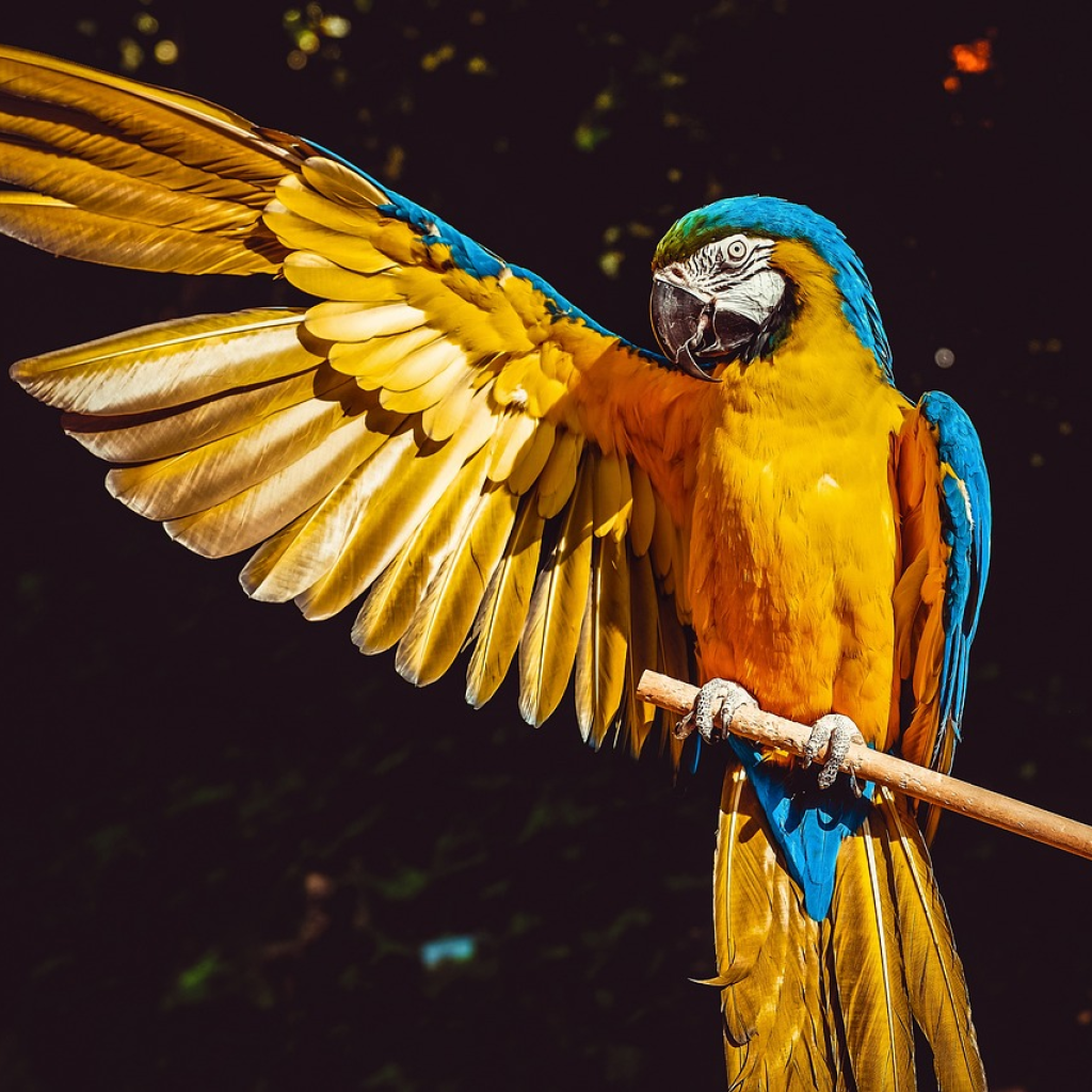 Book Trinbago Parrot