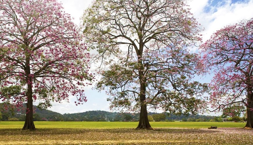 A Haven of Serenity: Queen’s Park Savannah and Botanical Gardens in Trinidad