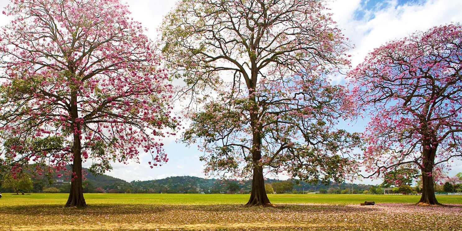 A Haven of Serenity: Queen’s Park Savannah and Botanical Gardens in Trinidad