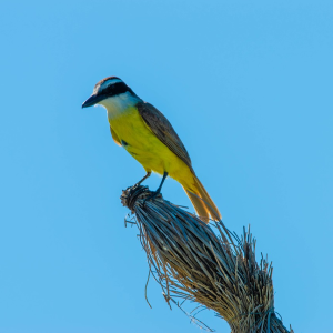 Rainforest and Argyle Waterfall Tour
