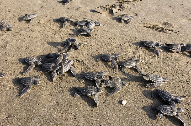 Leatherback Turtles: Witnessing Nature’s Ancient Giants in Trinidad ...