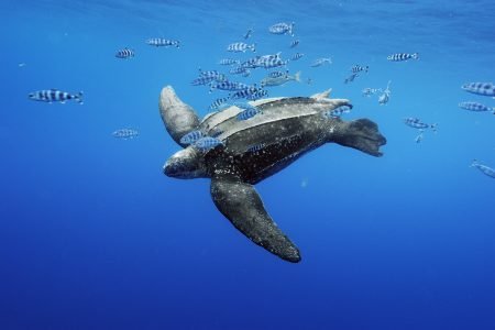 Leatherback Turtles: Witnessing Nature’s Ancient Giants in Trinidad