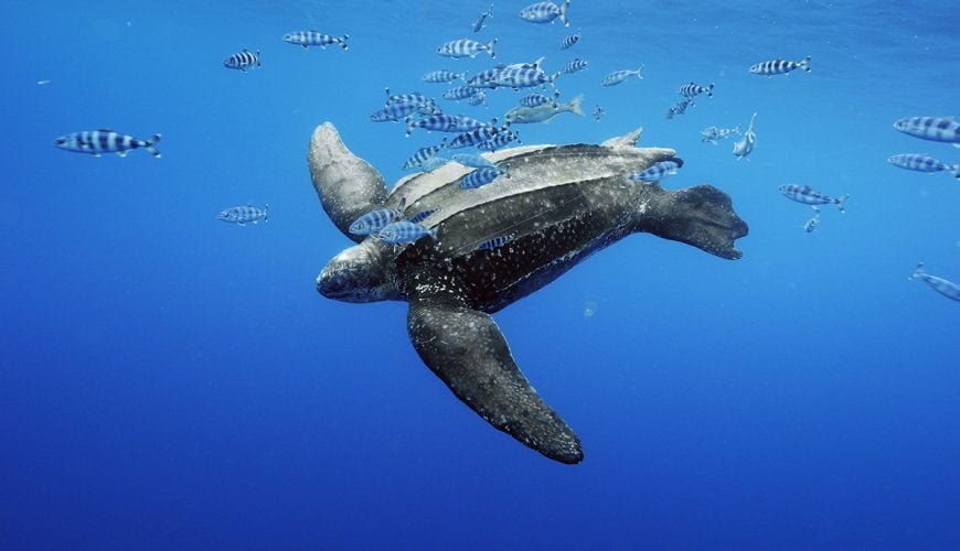 Leatherback Turtles: Witnessing Nature’s Ancient Giants in Trinidad