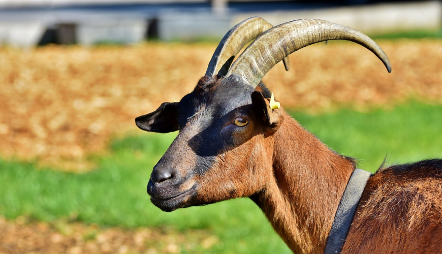 Tobago’s Goat Race and Crab Race: Celebrating Traditions of Trinbago