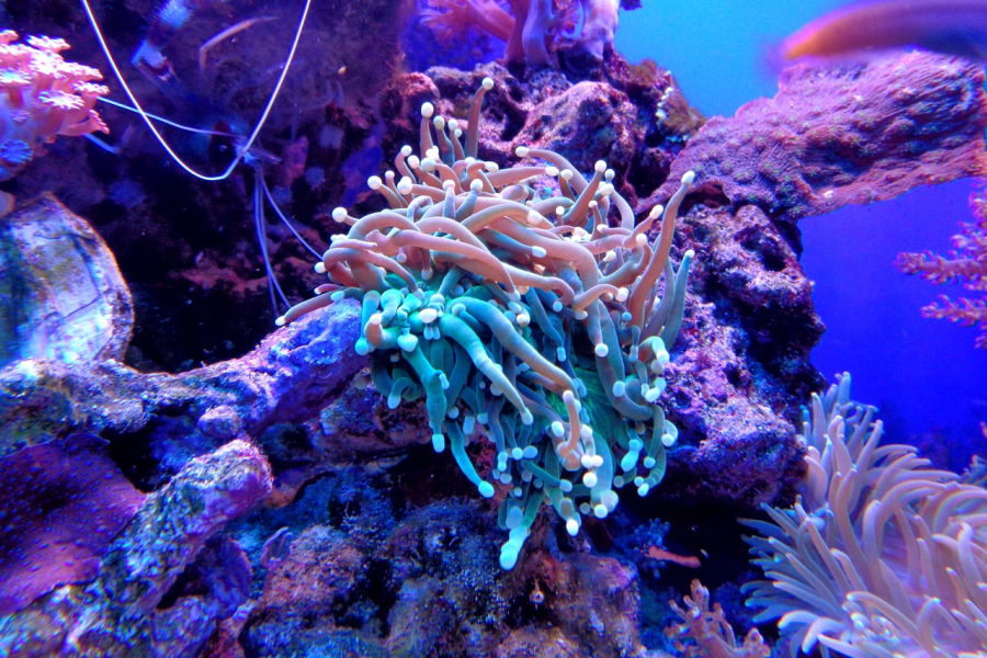 Tobago Buccoo Reef